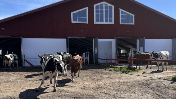 Kornas krumsprång är inte bara ett skådespel som varje år lockar hundratusentals besökare till landets mjölkgårdar. Det är också en påminnelse om de betande djurens viktiga roll för vår biologiska mångfald