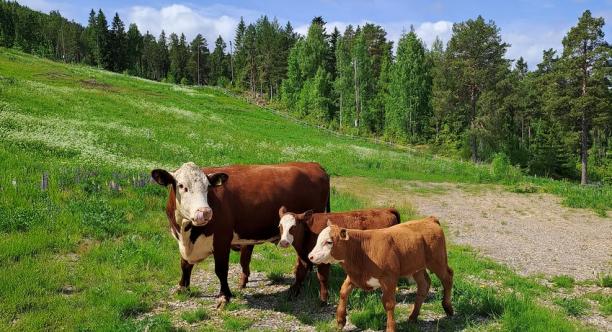 Betande kossor ska hålla sommarens nedfarter öppnar och samtidigt bidra till biologisk mångfald.