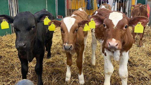 Tidig provtagning och diagnos av Mycoplasma bovis kan förhindra kostsam smittspridning.