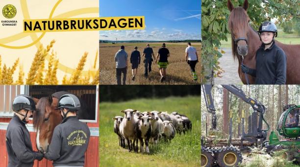 Bilder som visar vetef&auml;lt, f&aring;r samt elever som g&aring;r i vetef&auml;lt, st&aring;r med en h&auml;st och sitter i skogsmaskin.