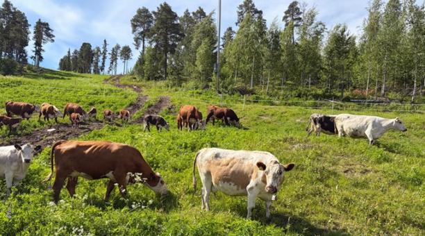 Kossor &auml;r tillbaka som sommarjobbare i J&auml;rvs&ouml;backen f&ouml;r att beta och samtidigt bidra till den biologiska m&aring;ngfalden