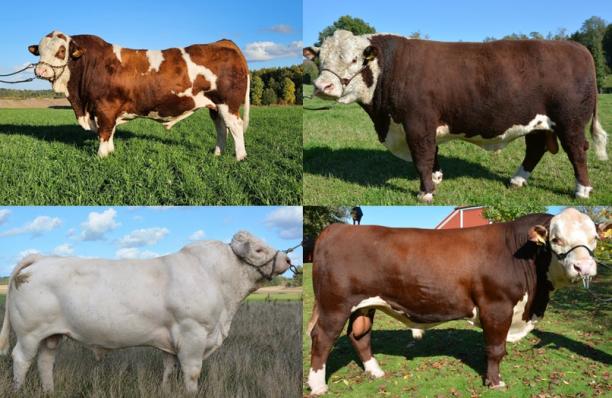 De stolta finalisterna i &aring;rets SIRE-utm&auml;rkelse Edward the King av Fall, Olof av Svaneberg, Papin av Simontorp och Kaliber av Knivinge.